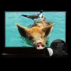 VIVIDSTORM S PRO P ALR Screen for Ultra Short Throw Projector - Image 2